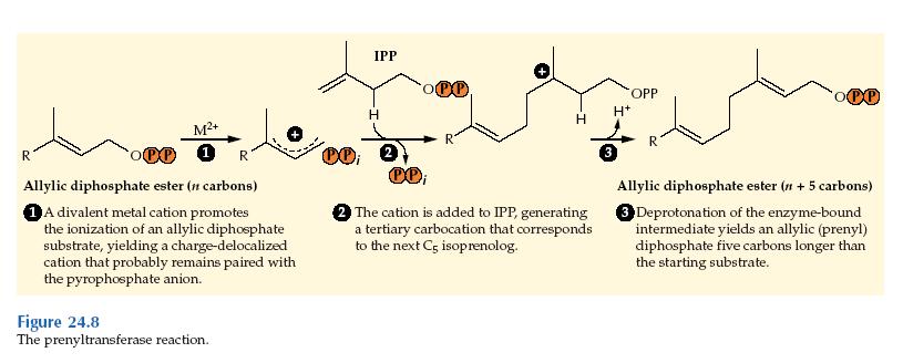 Representative terpenoids biosynthesized by plants.