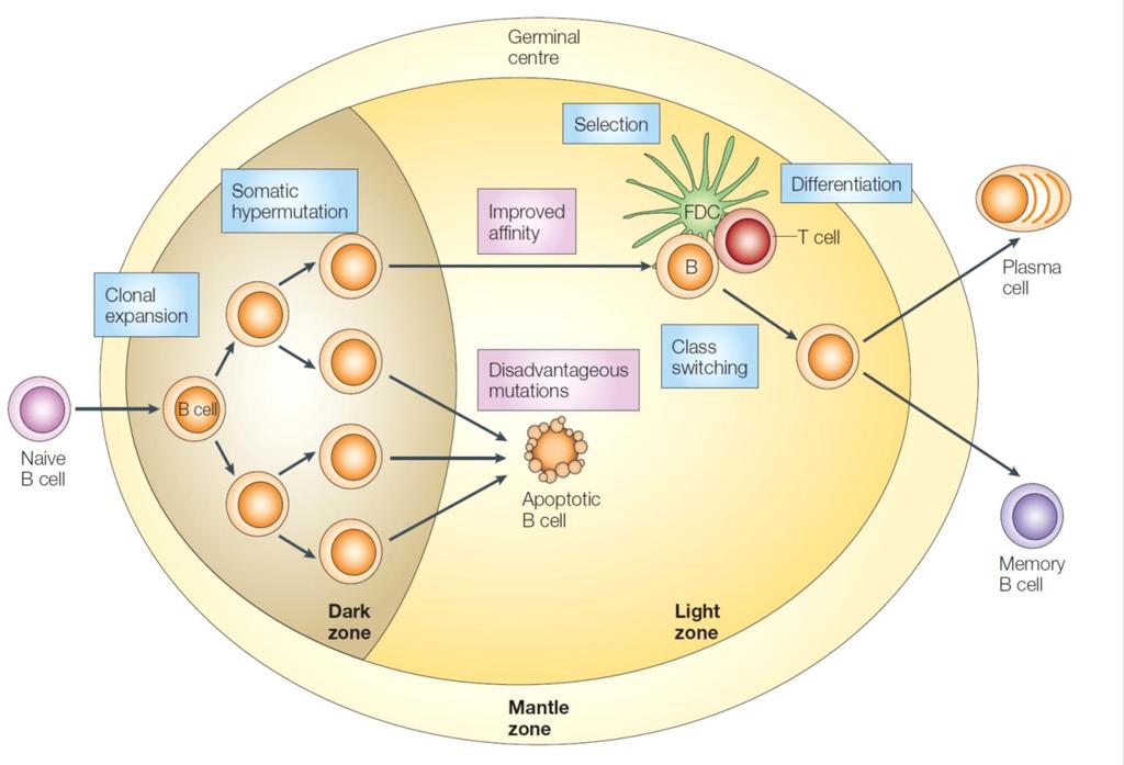 B-Cell Differentiation Immunoglobulin Gene