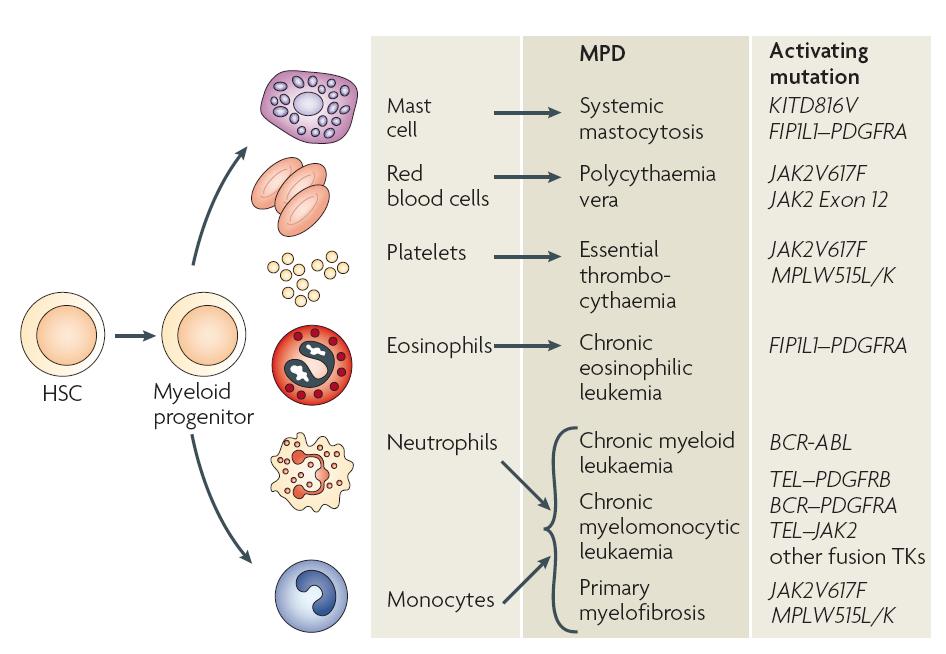 Classification and Molecular Pathogenesis