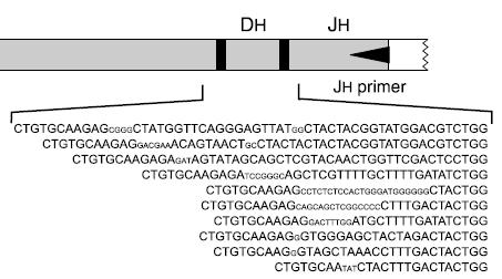 IgH and TCR Gene Rearrangements VH VH primer JH primer RNA