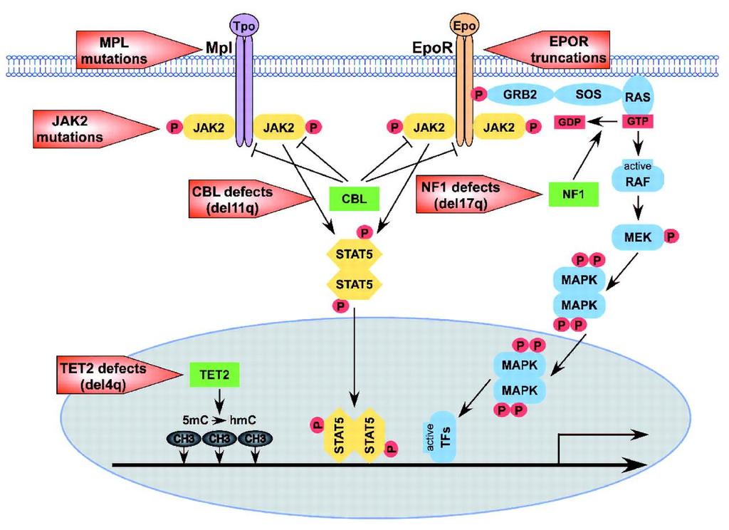 Schematic view of the molecular pathway myeloproliferative disorders.