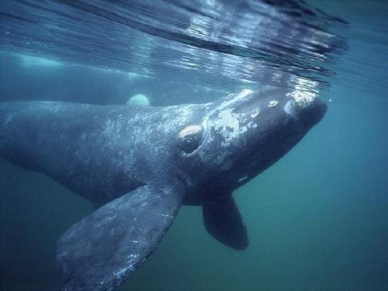 RIGHT ATLANTIC WHALES North and South Long-lived: up to 65 years North