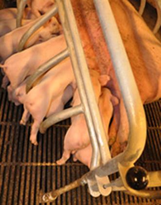 Measurements Sows Backfat (service, farrowing, weaning) Total born, born alive, and dead