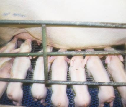 Born alive Background No piglets born alive relatively low in Ireland High numbers born alive = lower birthweight piglets (Quiniou et al.