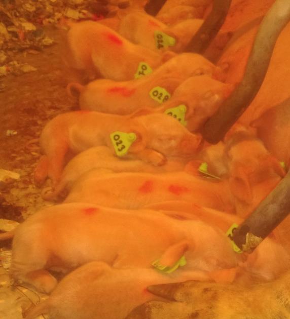 Effects of large litters Uterine crowding in early gestation Competition for space, nutrients Late implanting embryos affected Longer farrowing duration (Herpin et al.