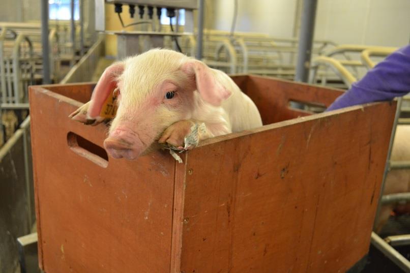 Take home message Supplementation of highly prolific sows with carnitine during gestation