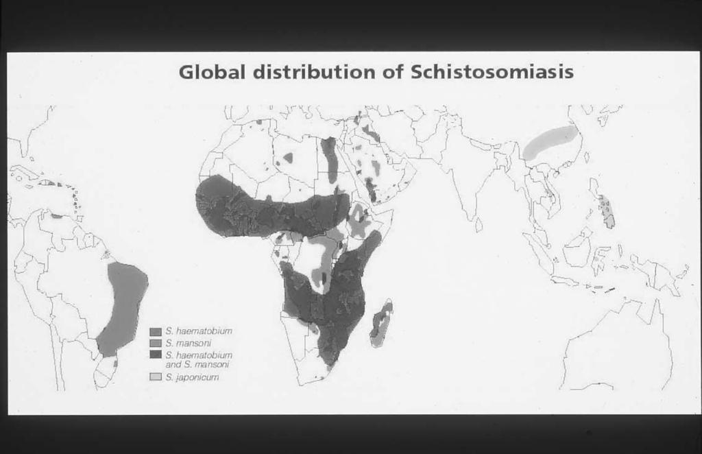 434 E. Schwartz / Clin Chest Med 23 (2002) 433 443 Fig. 1. Global distribution of Schistosoma species. Available at: www.who.int/ctd/schisto/epidemio.htm. (See also Color Plate 1.