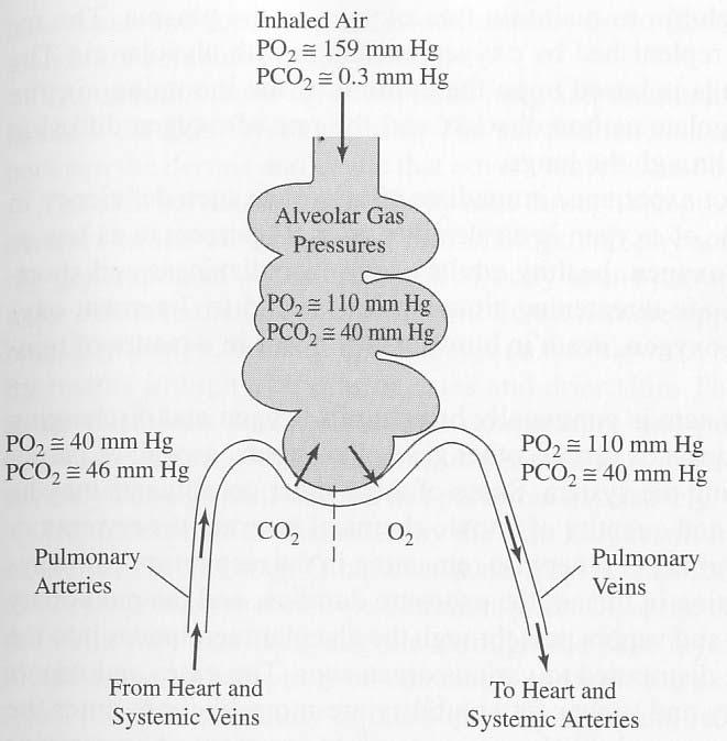 Route of body entry (cont) This gas diffusion model is based mainly upon the differential partial pressures of oxygen