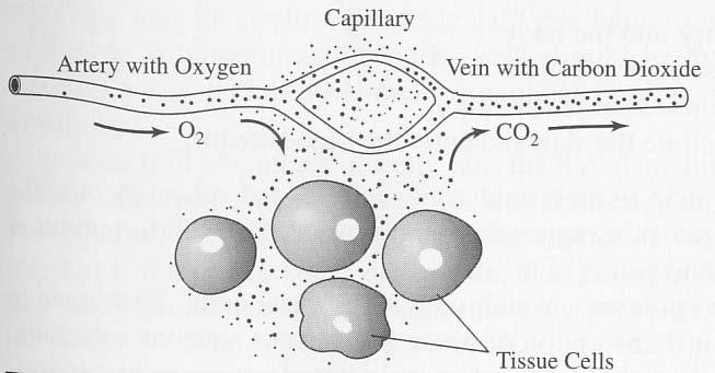 Route of body entry (cont) The oxygen concentration in the bloodstream is greater than in the tissue cells, causing oxygen to permeate the capillary walls to increase the level of oxygen in the
