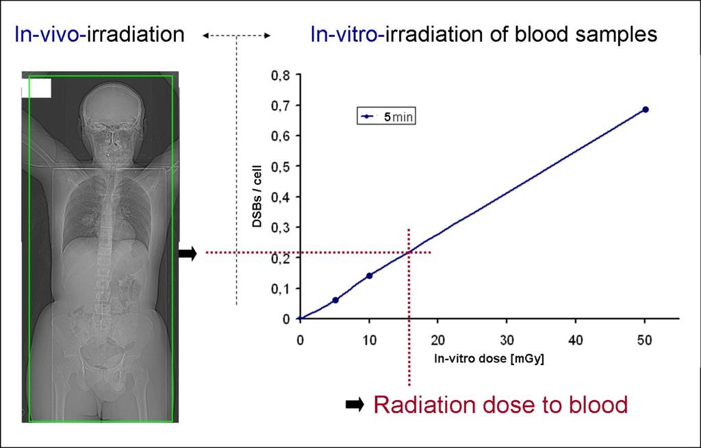 Fig. 2: Radiation dose to blood is calculated by relating in-vivo DSB levels to