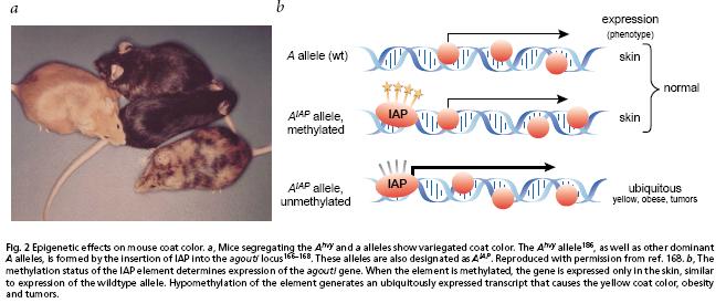 Repetitive element silencing Methylation silences the strong IAP promoter Lack of methylation allows