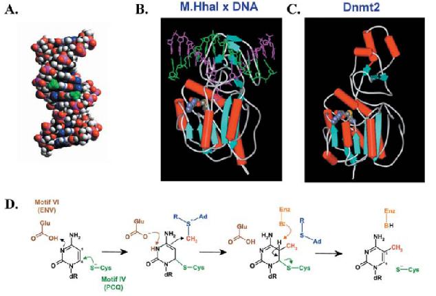 Mammalian DNA methyltransferases SAM