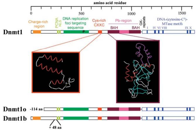 Dnmt1 - keeps on keepin on Binds Dmap1; repress tx Replication fork / processivity Zinc finger: DNA binding catalytic