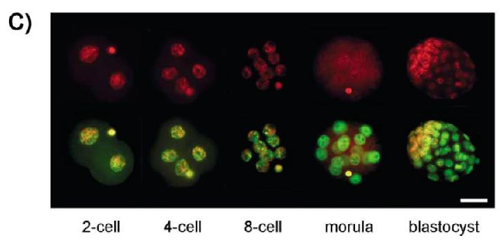 DNA methylation in germ cells and early embryo 5mC - red Merge 5mC-red DNA - green