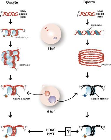 DNA methylation in germ cells and early embryo Sperm genome has unique chromatin structure Protamine packaging instead of histones Both genomes must