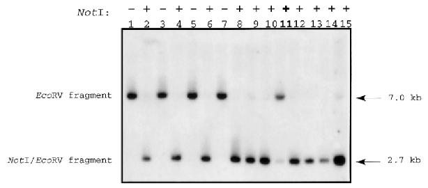 Methylation sensitive restriction enzymes: Candidate Candidate Single sequence Southern blot. Does the methylation sensitive enzyme cut?