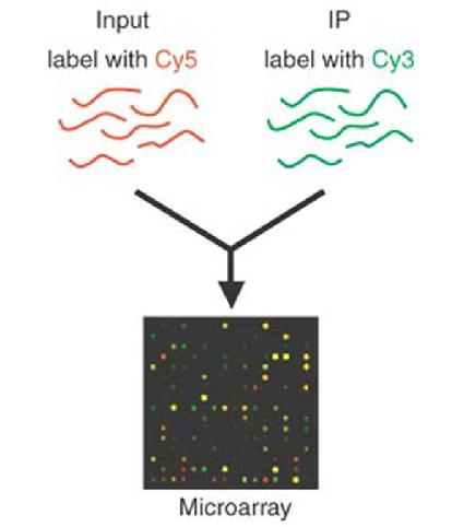 Label the IP DNA green and the Input DNA red Hybridize to a microarray with all CpG islands Red spots indicate a CpG island NOT enriched by the IP, therefore NOT methylated Yellow