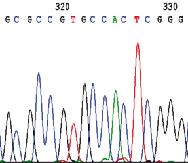 p14 17 bp deletion; nonsense mutation after amino acid