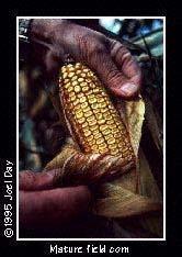 Fumonisin in Corn Fumonisins are a group of mycotoxins produced by Fusarium moniliforme They contaminate corn (maize) used for human and animal feed in all areas of the world Level of contamination