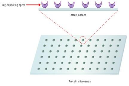 Proteomics Cell-free Expression Protein in situ array (PISA) In PISA, the protein microarray surface is coated with a