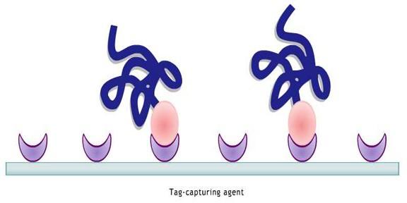 The tagged protein is then captured specifically onto the array surface through the tagcapturing