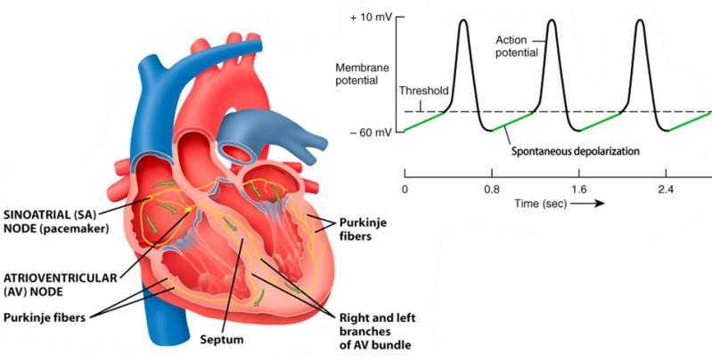Pacemaker Conductive tissues: a tissue with a higher permeability to sodium, that greater influx means that the threshold is reached faster, accelerating depolarization, these tissues use calcium