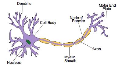 In motor neurons for example the axon is so long that different parts of the membrane have different potentials, which generates a current starting from the cell body.