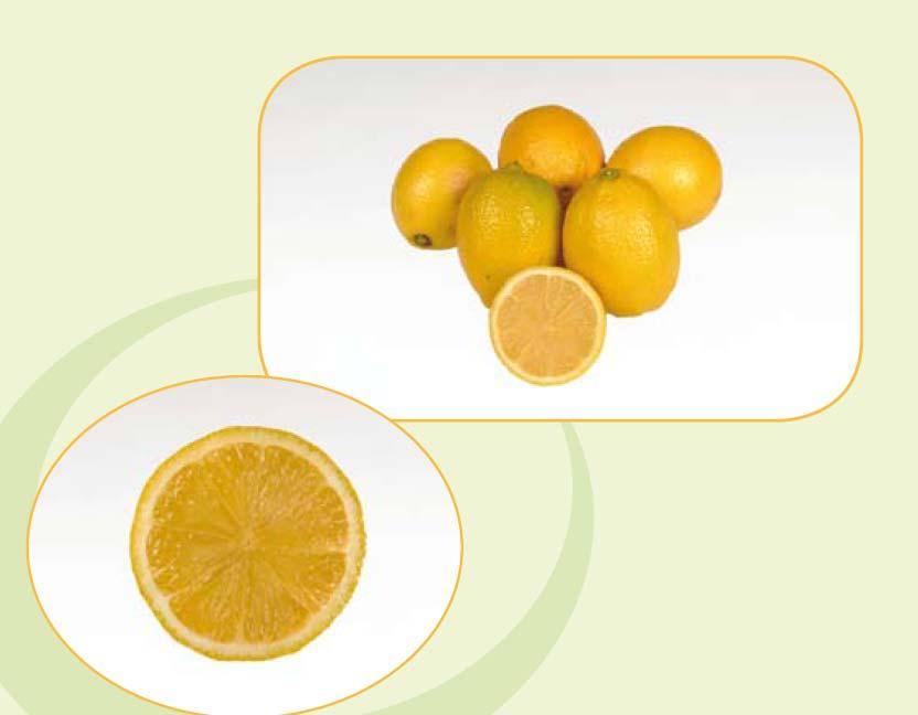 Galya-Seedless Urica Lemon RIPENING SEASON: ALL YEAR AROUND TOTAL SOLUBLE