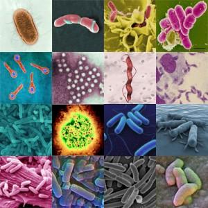 30 % of all emerging infections over the past 60 years were caused by pathogens commonly transmitted through food (Nature, 2008) The European