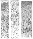 component of gray and white matter Cortical neurons organized into distinct layers