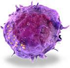 What are Immune Effector Cells?