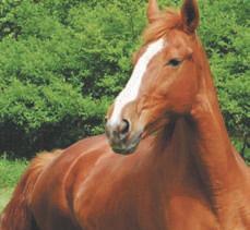 CORE AND RISK VACCINATION GUIDELINES FOR ADULT HORSES ALL VACCINATION PROGRAMS SHOULD BE DEVELOPED IN CONSULTATION WITH A LICENSED VETERINARIAN The American Association of Equine Practitioners (AAEP)