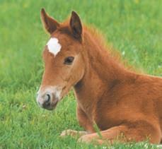 To obtain more information on core and risk vaccines vaccination guidelines for both adult horses and foals please visit the American Association of Equine Practitioners website: www.aaep.org.