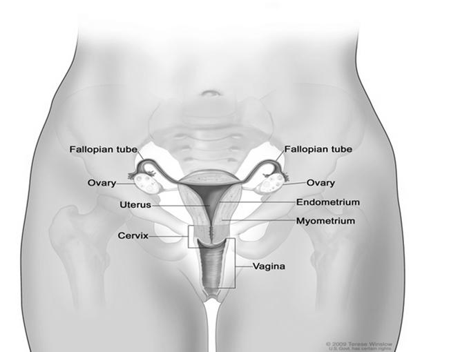 Uterine body Fundus Uteri Cervix Cervical Canal Internal OS Isthmus Uteri External OS Vagina Exocervix or