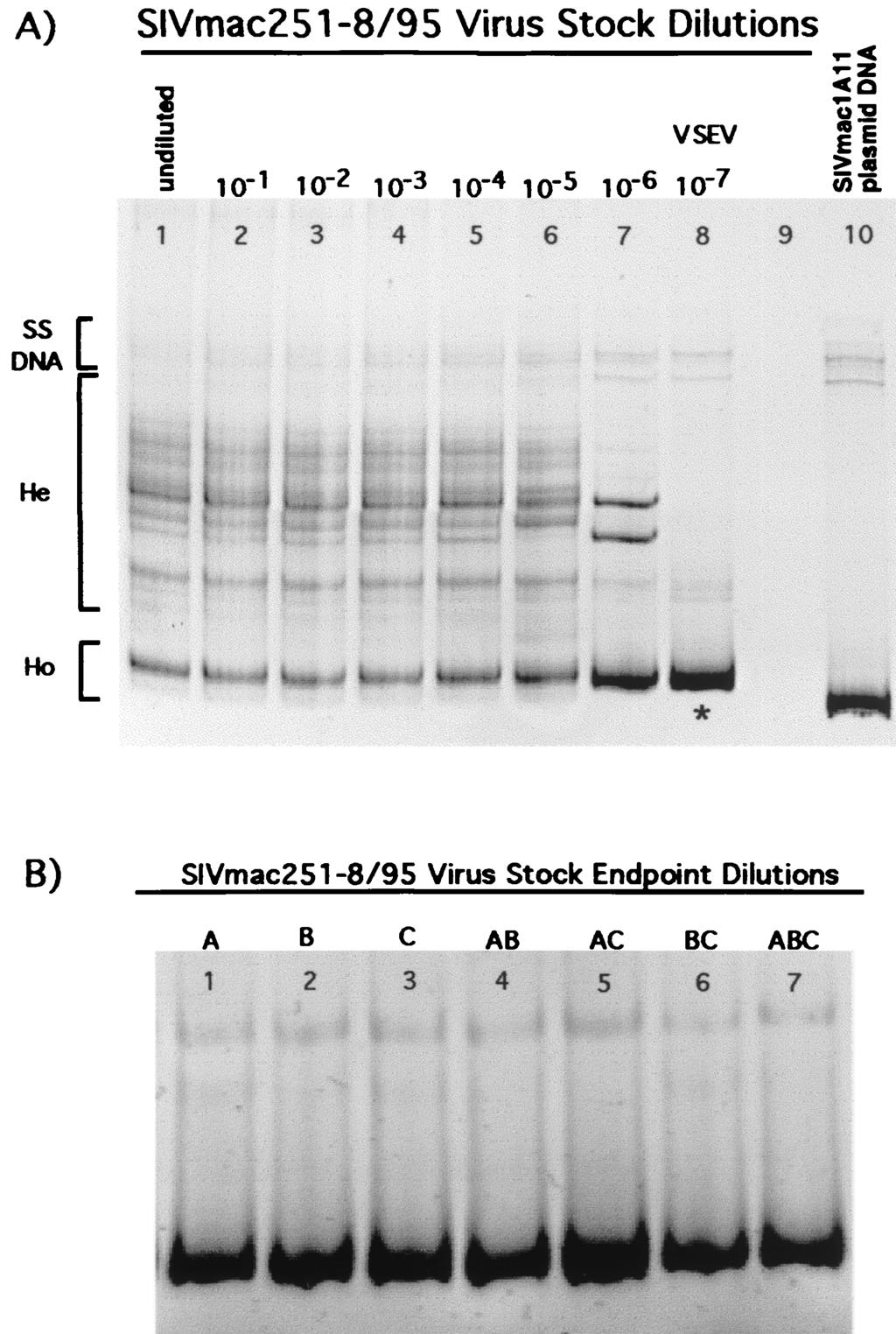 VOL. 75, 2001 TRANSMISSION OF SIV VARIANTS 3755 amplified fragments that produce a single homoduplex band are 98 to 100% identical in nucleotide sequence (2).