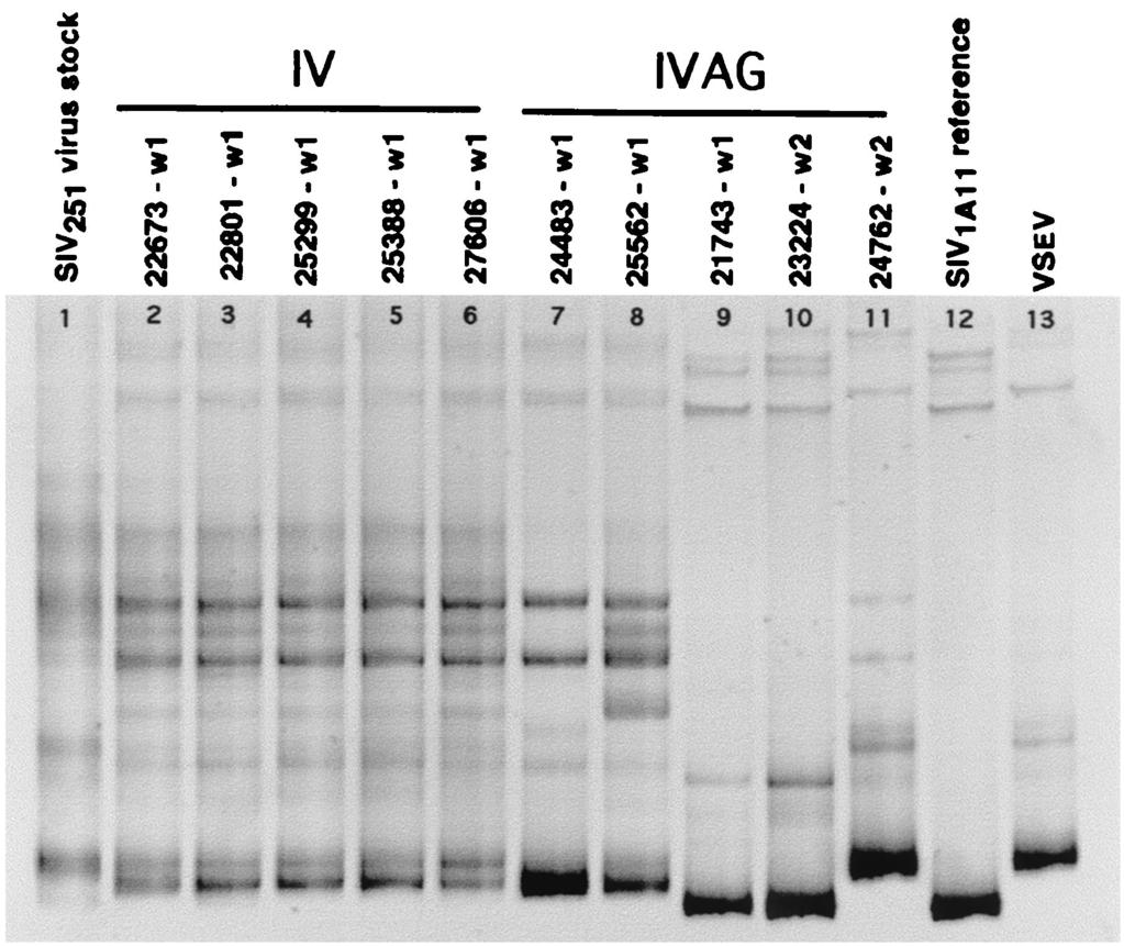 Lane 1, SIVmac251 virus stock; lanes 2 to 6, IV-inoculated monkeys; lanes 7 to 11, IVAG inoculated monkeys; lane 12, SIVmac1A11 V1-V2 reference variant; lane 13, VSEV. FIG. 3.