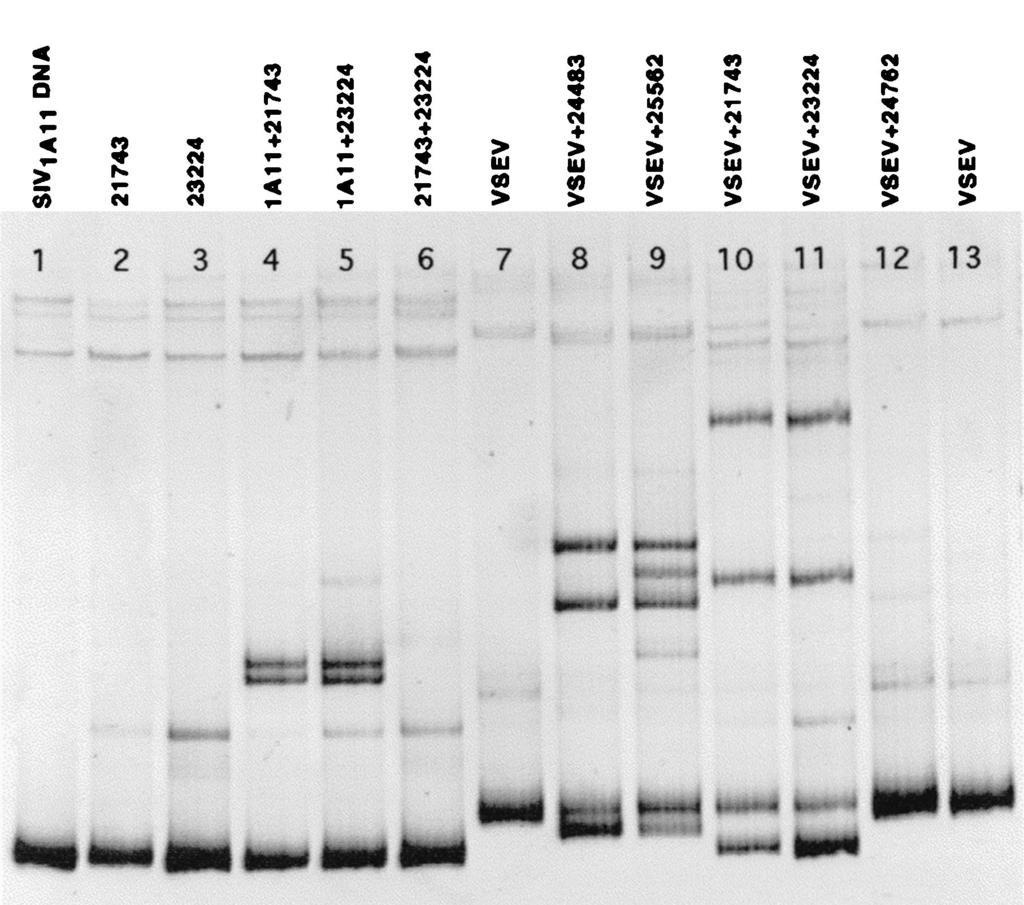VOL. 75, 2001 TRANSMISSION OF SIV VARIANTS 3759 FIG. 6. Plasma variants from IVAG-inoculated monkeys (Fig.