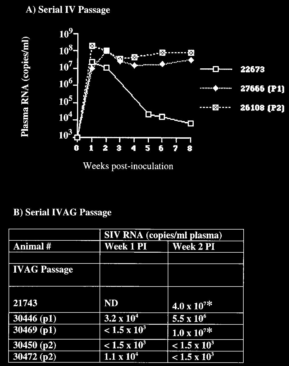 3760 GREENIER ET AL. J. VIROL. FIG. 7. Plasma viral load in monkeys serially inoculated by the IV (A) or IVAG (B) route, as measured by bdna assay.