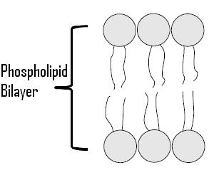 Parts of the Cell Membrane - Phospholipids The phospolipids in the cell membrane are composed of a phosphate