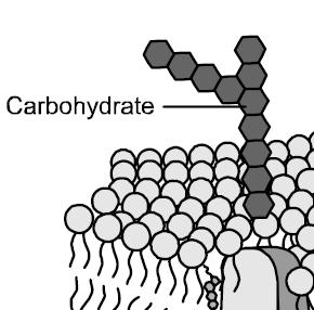 Parts of the Cell Membrane Surface Carbohydrates Surface Carbohydrates are on the outside of the cell