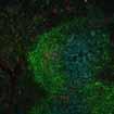 with fluorescence RFP Memory B cells reside close to