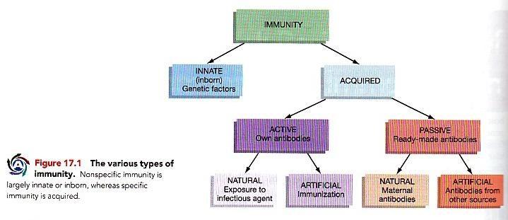 Introduction Passive immunity: It is created when ready made antibodies are introduced into the body, i.e. the host immune does not make the antibodies. Naturally acquired passive immunity: e.g.