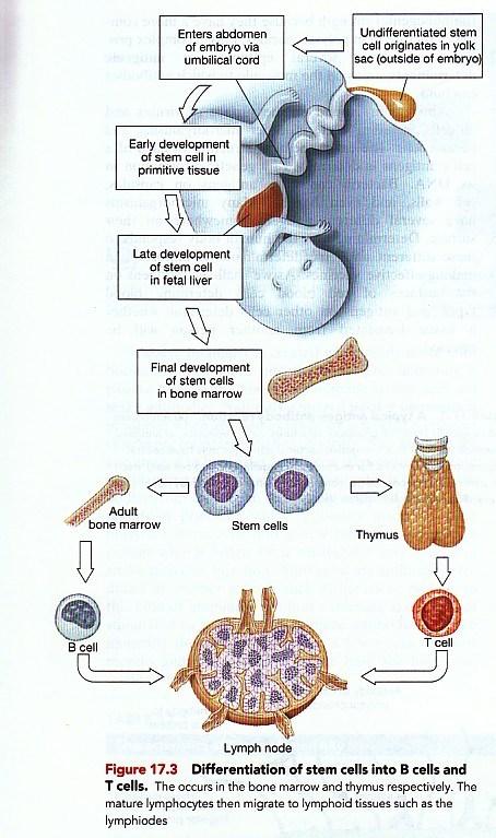 Dual Nature of the Immune System There are two types of immune response: Humoral immunity (performed by antibodies) Cell-mediated immunity (performed by T cells) Humoral immunity: