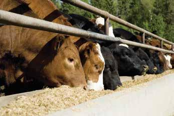 The first BVD type 2 MLV vaccine, Titanium has become well-known for helping protect stocker and feeder cattle against respiratory disease.
