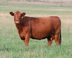 cattle months of age and older Clinical signs mean score 2 1 Figure.