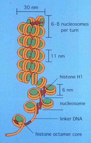 Closed Nucleosome Transcription Repressed deacetylated