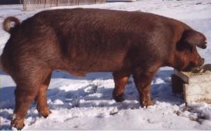 BX Population Duroc X YL sows X Landrace NGS