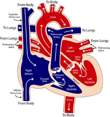EVALUATION When is a Heart Transplanted? The heart is a pump. Its only job is to move blood into the lungs and throughout the body.