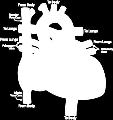 The natural pacemaker of the heart stimulates the muscle to contract. When the heart muscle contracts, the blood is pushed out of the heart chambers to the body.