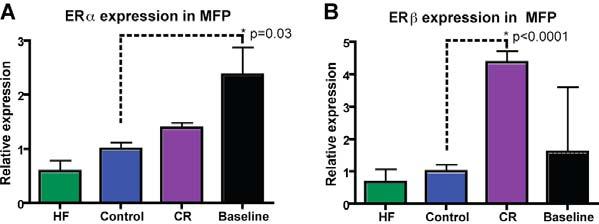 Figure 2. Calorie restriction significantly increases lifespan in MMTV-erbB2 animals.